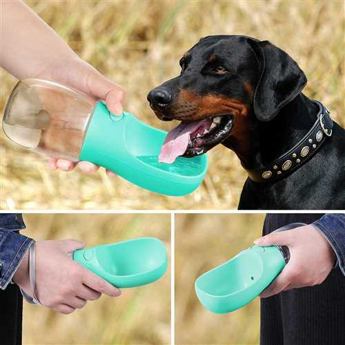 Pet Plastic Drinking Portable Water Bottle (Assorted, Small)