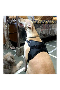 Dog Body Belt Harness, Choke-Free, Double Padded, Adjustable Neck and Chest Recommended for French Bulldog, Pug & Small Dog Breeds