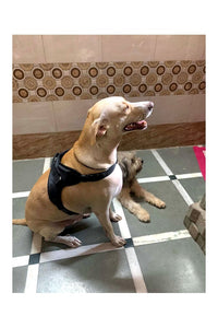 Dog Body Belt Harness, Choke-Free, Double Padded, Adjustable Neck and Chest Recommended for French Bulldog, Pug & Small Dog Breeds