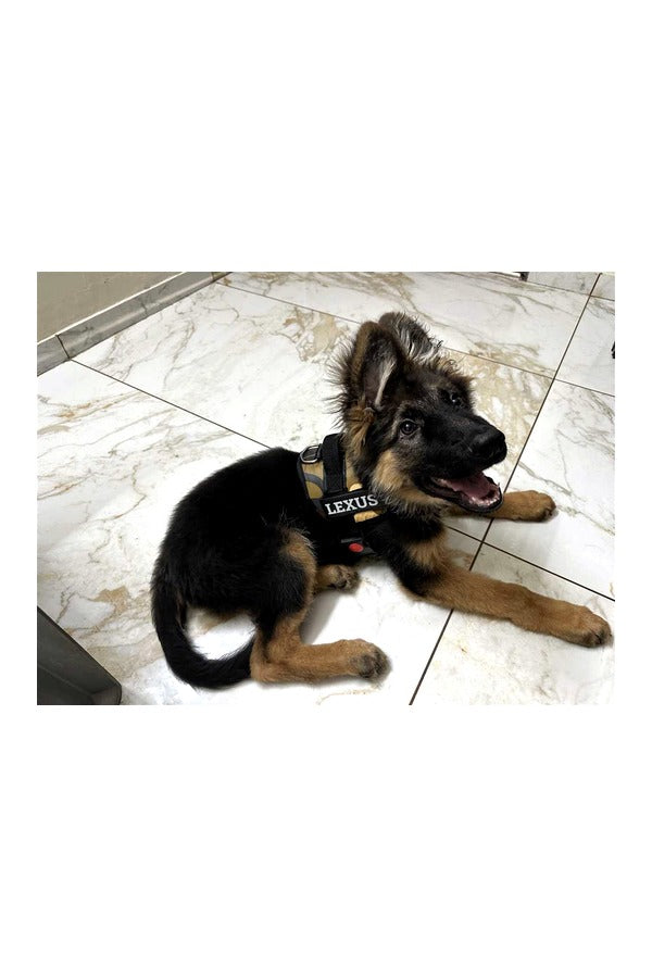 Dog Vest Harness, Choke Free, Double Padded, Adjustable Neck & Chest Size