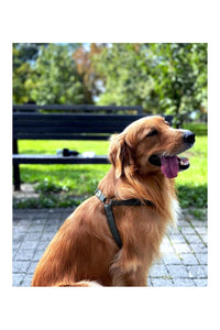 Nylon Dog Harness Soft Padded With Adjustable Straps (0.75 inch)