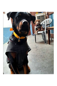 Nylon Dog Belt Combo of Ghungroo Collar with Leash, Dog Adjustable Nylon Bell Collar & Leash