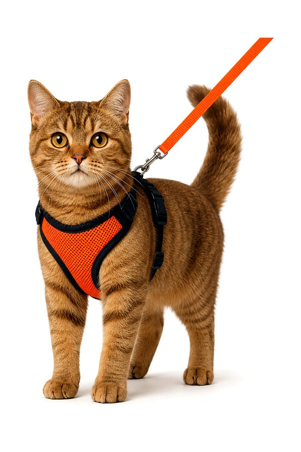 Cat H-Harness with Leash