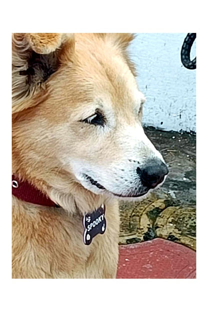 Customized Pet Name ID Tag
