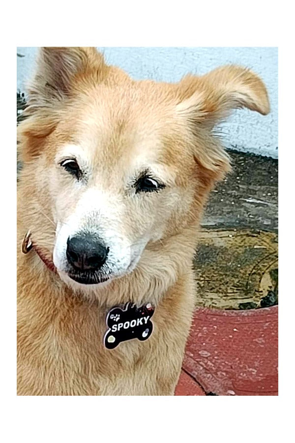 Customized Pet Name ID Tag