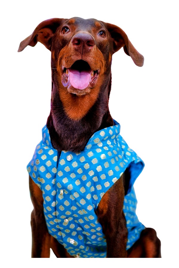 Dog Sherwani Kurta