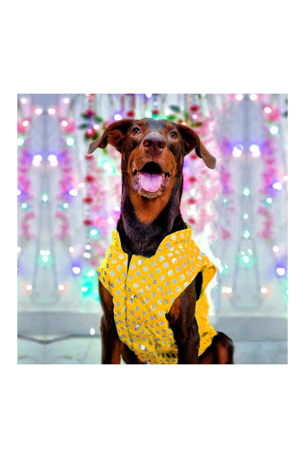 Dog Sherwani Kurta