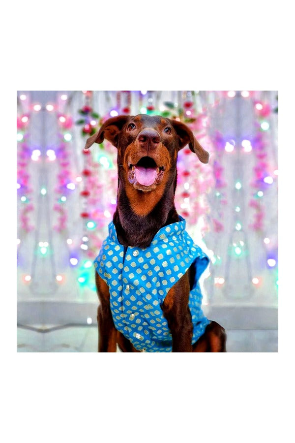Dog Sherwani Kurta