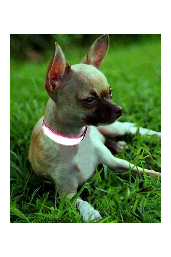 Reflective Collar - Plain Buckle