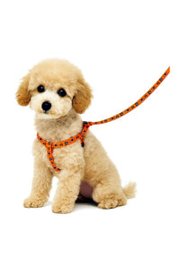 Printed Puppy Harness + Leash Set