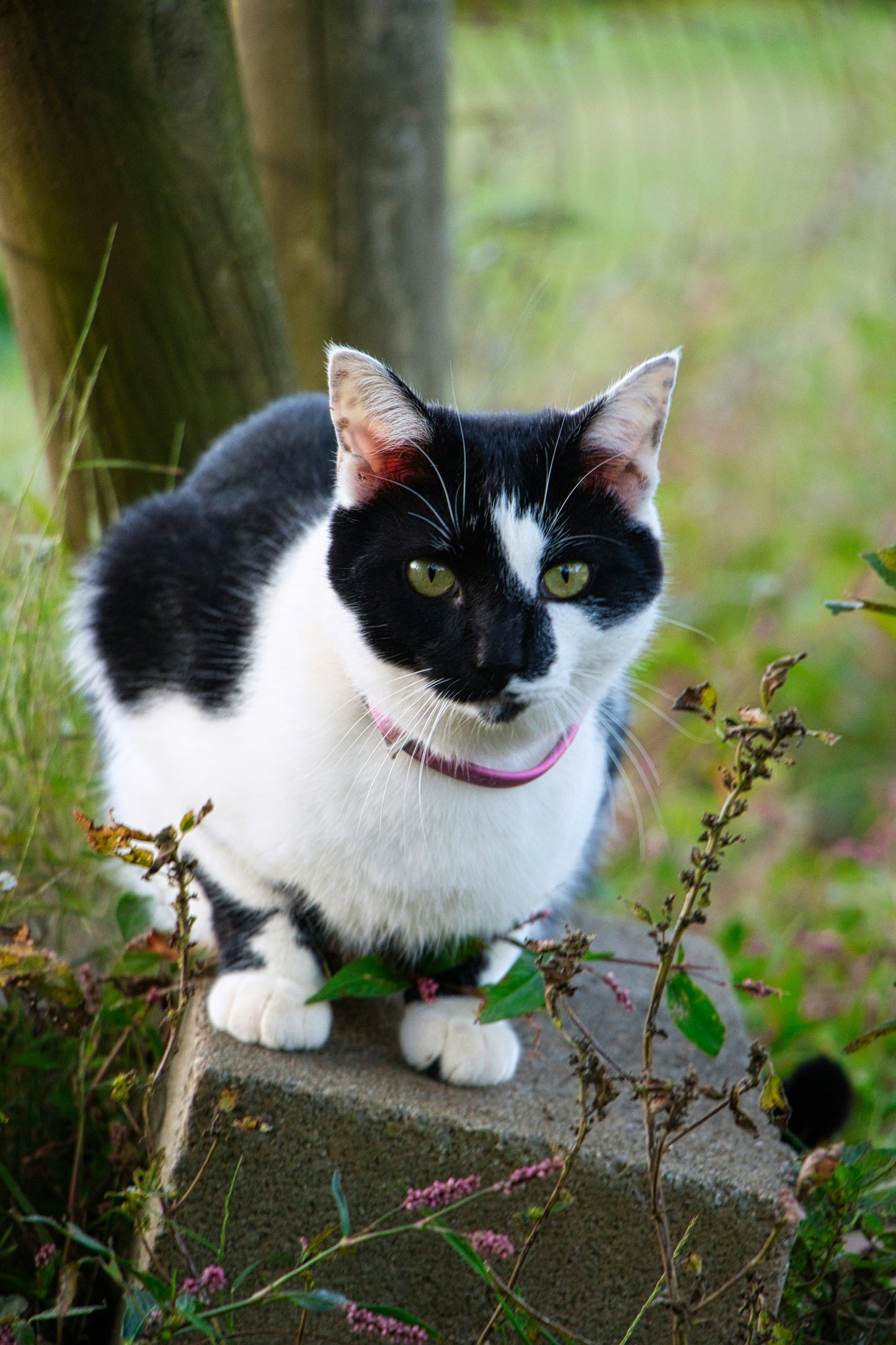 Cat Face Collar 10MM