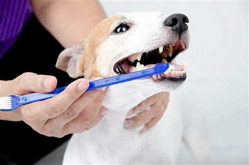 Pet Dental Cleaning Toothbrush (Assorted)