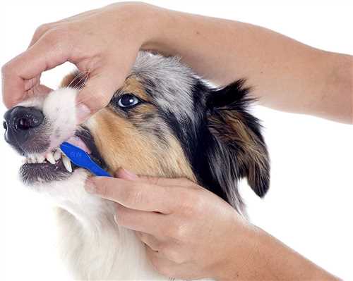 Pet Dental Cleaning Toothbrush (Assorted)